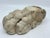 Stone Antique Classical Marble Stone Fragment Lions Claw For Sale - Image 7 of 16