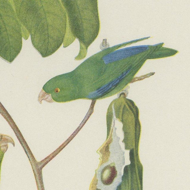 After Descourtilz, Parrotlets and Small Parrots, 1944, Paper For Sale - Image 3 of 12