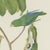 After Descourtilz, Parrotlets and Small Parrots, 1944, Paper For Sale - Image 3 of 12