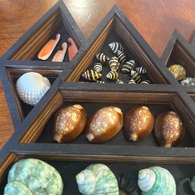 Coastal Seashell Display in Geometric Wall Curio For Sale - Image 3 of 12