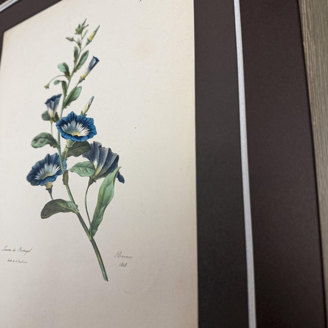 Printmaking Materials Antique Botanical Print of Morning Glory | 1818 French Hand-Colored Lithograph For Sale - Image 7 of 8