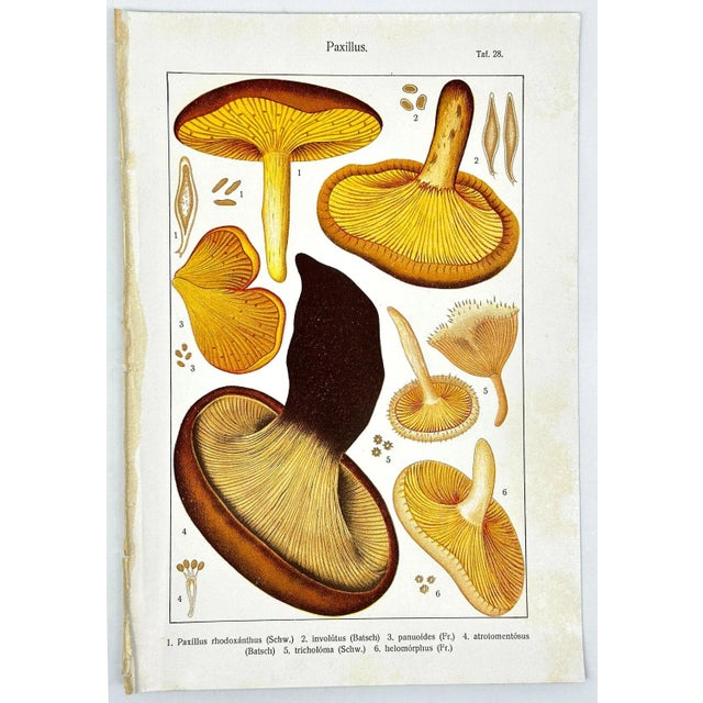 Original Antique 19th C Colored Lithograph Mushrooms Fungi Paxillus Species by Carl Gustav Jablonsky For Sale - Image 4 of 6