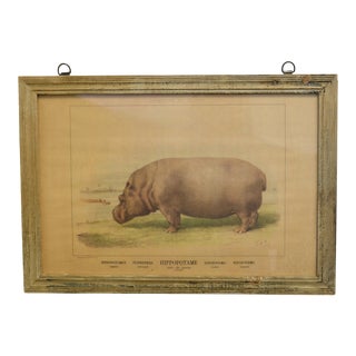 Vintage French Framed Zoological Print of a Hippopotamus For Sale