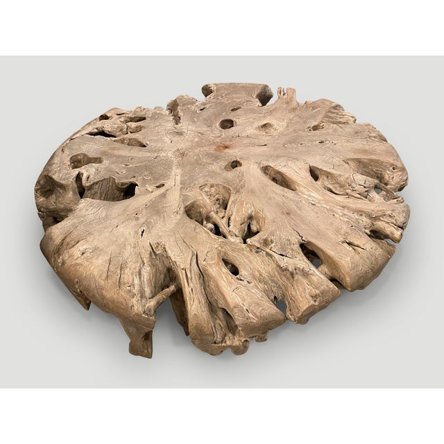 Andrianna Shamaris Impressive Large Teak Root Coffee Table For Sale - Image 4 of 18