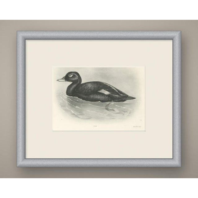 This antique bird print shows a large dark sea duck swimming low in the water, the body black but for a clean white bar...