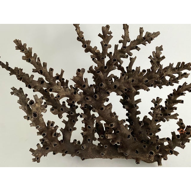 Chinoiserie Natural Black Octopus Coral Specimen For Sale - Image 3 of 8
