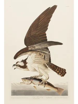 1990s Fish Hawk After Audubon, Large American Classical Print