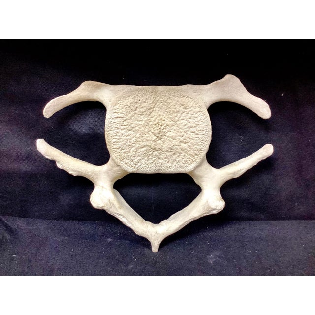 Antique Whale Vertebrae For Sale - Image 11 of 11