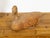English Victorian 19th Century Carved Wooden Duck with Detailed Plumage For Sale In Atlanta - Image 6 of 12