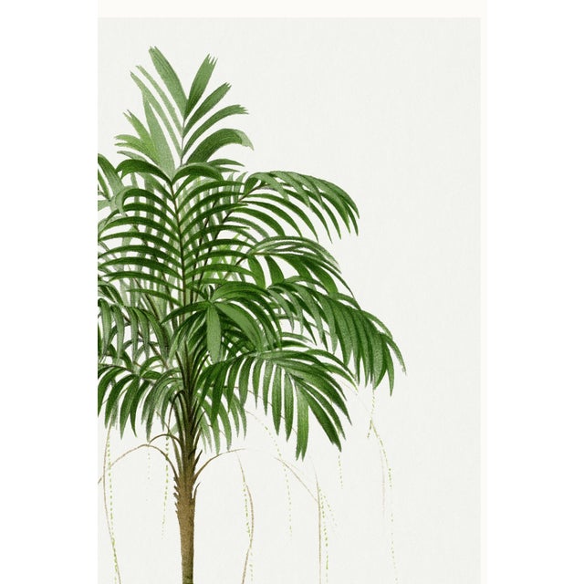Green Royal Palm Study, Vintage Botanical Art Print Reproduction, 40" X 60" For Sale - Image 8 of 10