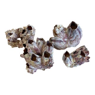Barnacles, Set of 4 For Sale