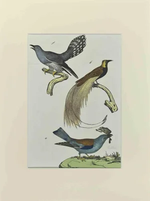 Johann Friedrich Naumann, Birds with Particular Tail, Etching, 1840