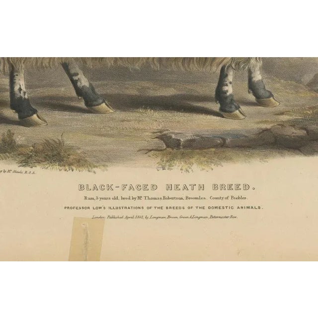 Fairland after W. Nicholson, A Ram of the Black-Faced Heath Breed or Scottish Blackface, 1841, Lithograph For Sale - Image 3 of 7