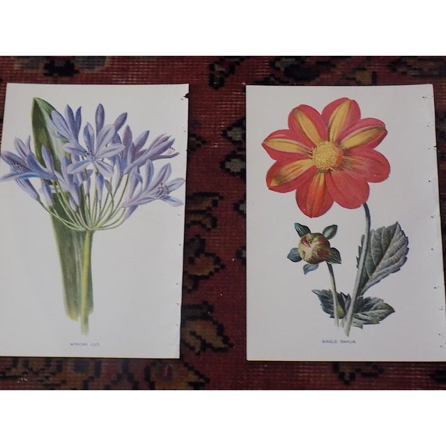 Authentic Antique 19th Century Edward Hulme Botanical "Garden Flowers" Lithographs - Set of 12 - Super Price! For Sale - Image 4 of 9