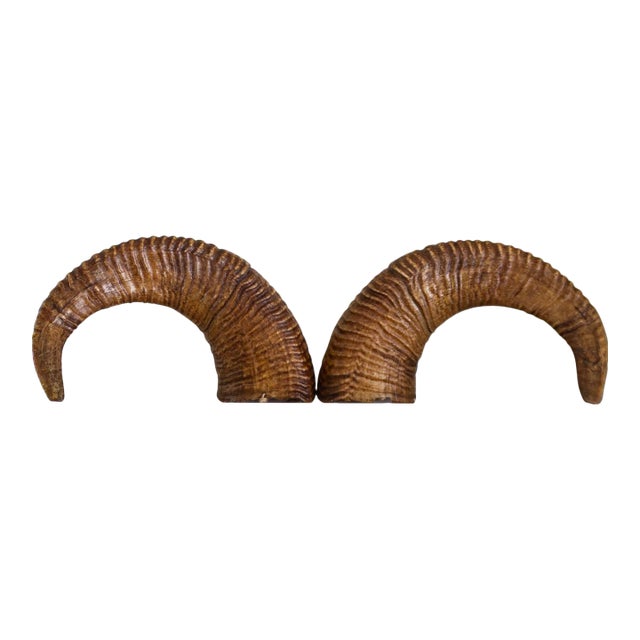 Pair of Natural Taxidermy Waxed Ram Horns For Sale
