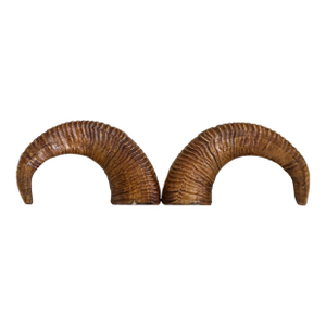 Pair of Natural Taxidermy Waxed Ram Horns