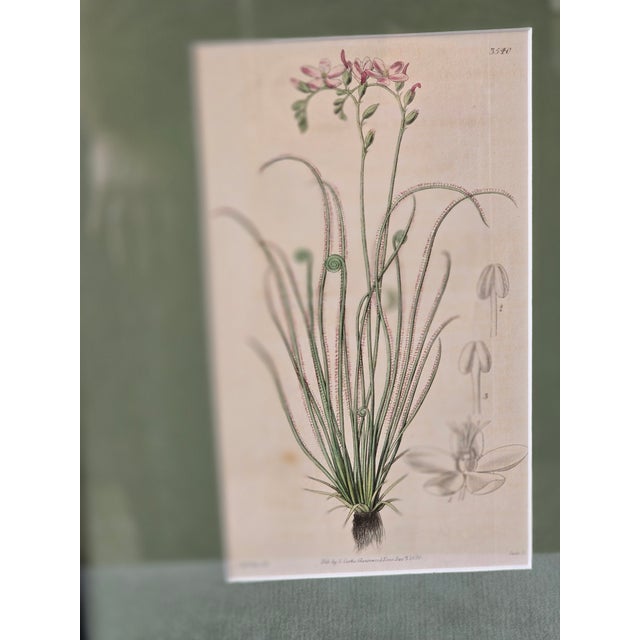 Framed Botanical Print Trio Wall Art Pink Floral Engraving Style Panels Vintage Inspired For Sale - Image 4 of 6