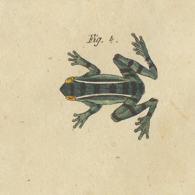 Bertuch, Four Colourful Tree Frogs, 1815, Print For Sale - Image 9 of 12