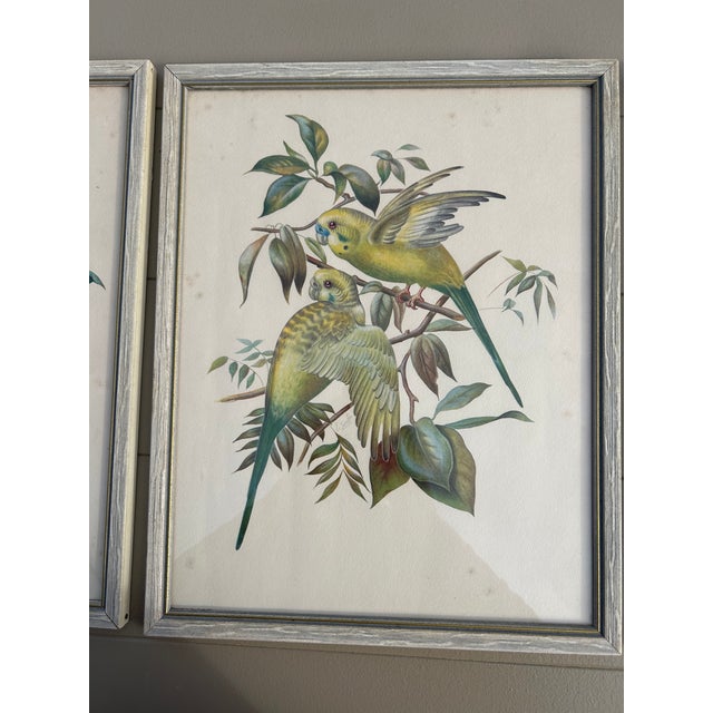 Collection of 4 Parakeet / Budgies Framed Prints by Artist E. Serton For Sale - Image 4 of 9