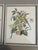 Collection of 4 Parakeet / Budgies Framed Prints by Artist E. Serton For Sale - Image 4 of 9