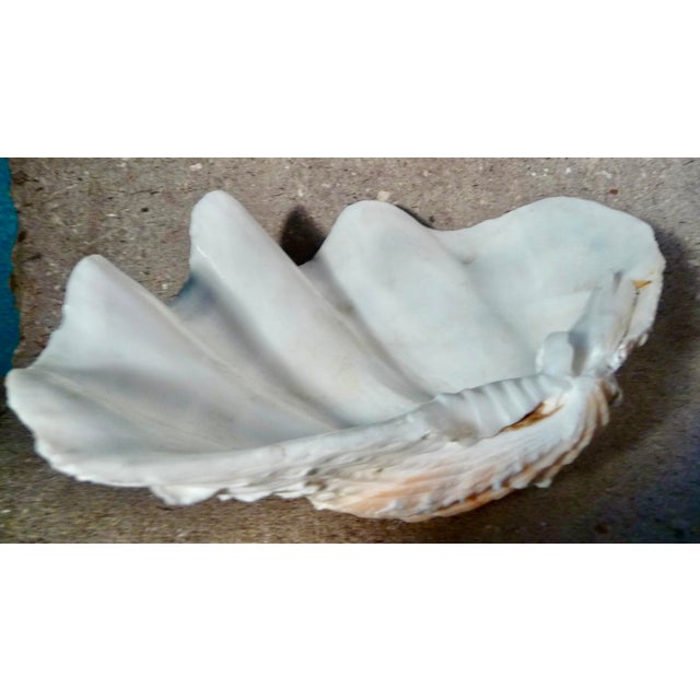 Ruffled Clamshell, Large, With Coral Color For Sale In Minneapolis - Image 6 of 14