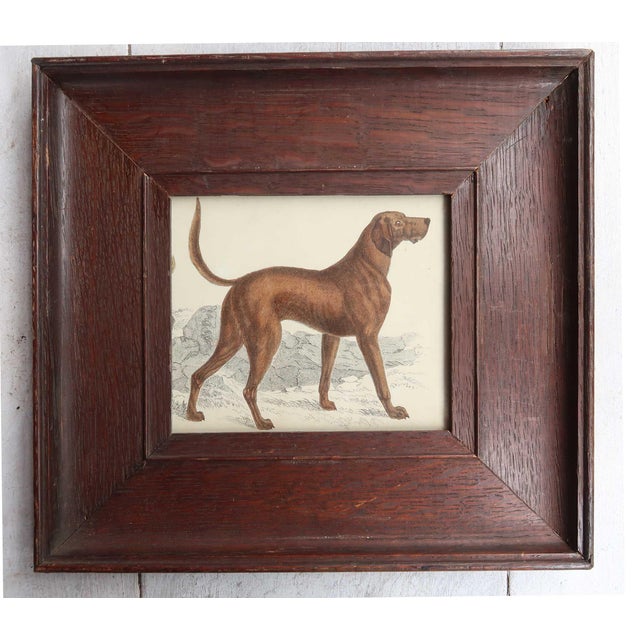 Great image of a bloodhound presented in an antique oak frame Lithograph after Cpt. Brown with original hand color....
