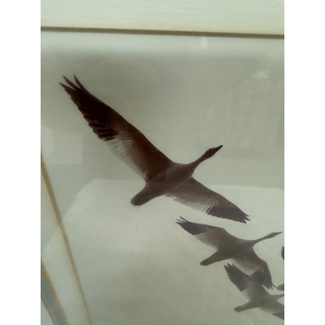 Lee Mann "Snow Geese in Flight" Original Photographic, Framed For Sale In San Francisco - Image 6 of 12