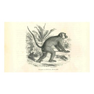 Paul Gervais, The Monkey, 1854, Lithograph For Sale