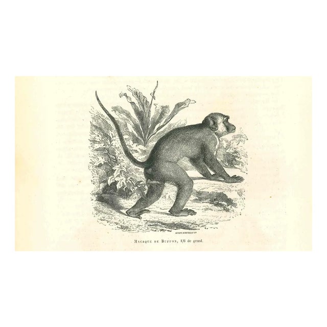 Paul Gervais, The Monkey, 1854, Lithograph For Sale