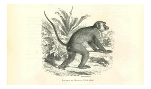 Paul Gervais, The Monkey, 1854, Lithograph
