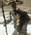 Metal Vintage John Flavius/ Alfred Weekes Wire Craft Sculpture ” Barbados Folk Art- 7" For Sale - Image 7 of 10