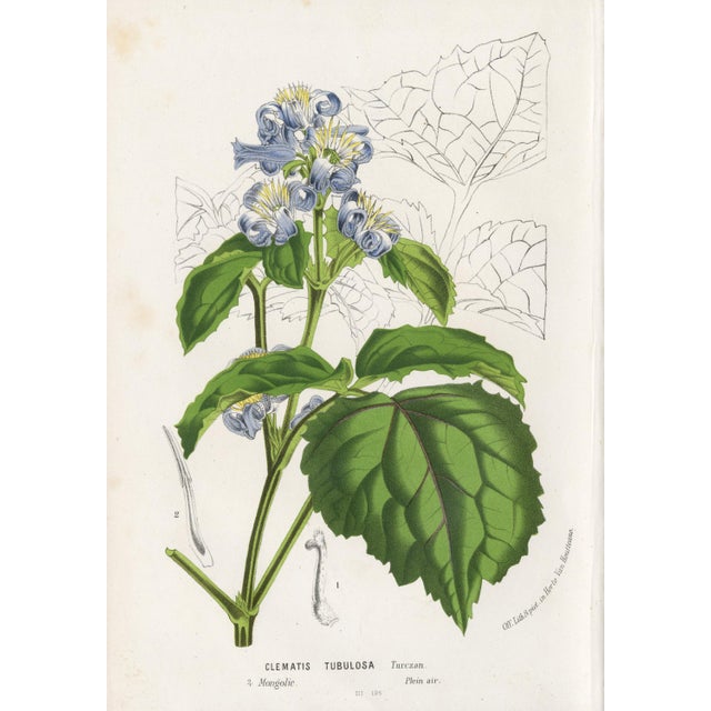 14 Van Houtte Botanicals! Hand Color c.1853 Set A For Sale - Image 10 of 15