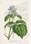 14 Van Houtte Botanicals! Hand Color c.1853 Set A For Sale - Image 10 of 15