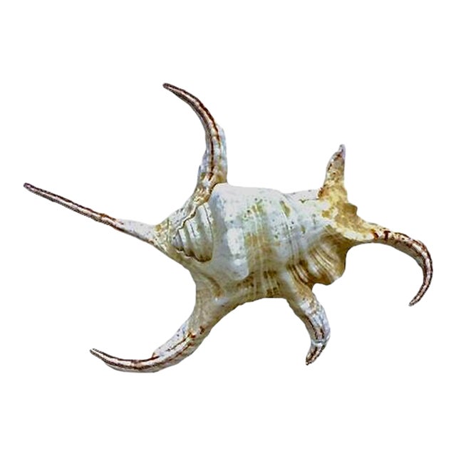 Vintage Spider Conch Seashell For Sale