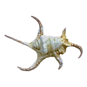Vintage Spider Conch Seashell