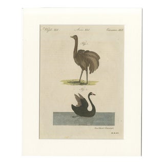 Antique Greater Rhea and Black Swan Engraving from Bertuch, 1798 For Sale