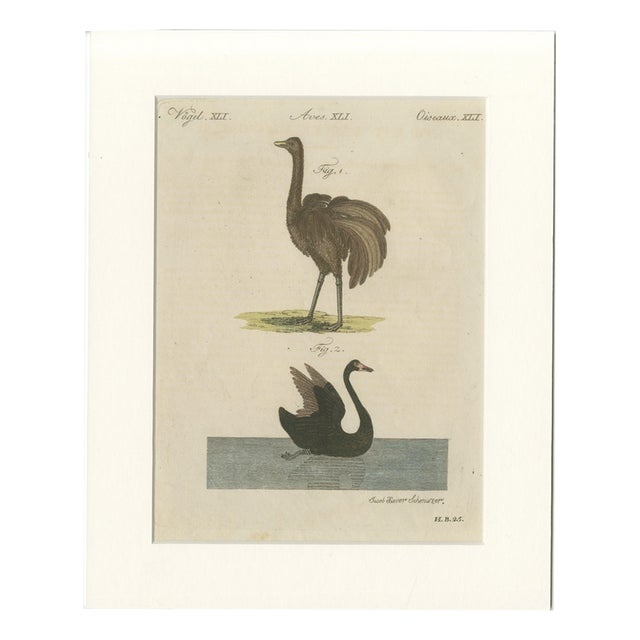 Antique Greater Rhea and Black Swan Engraving from Bertuch, 1798 For Sale