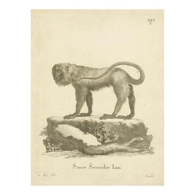 De Sève and Bock, Red Howler Monkey, 1800, Paper For Sale - Image 9 of 9