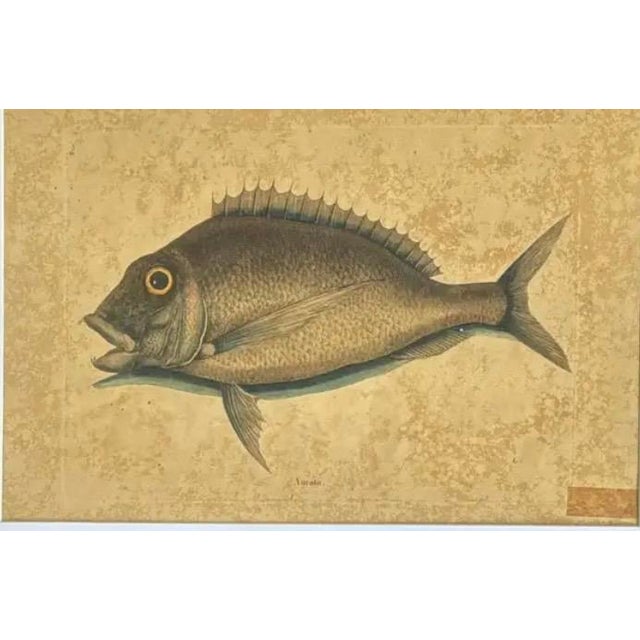 English 18th Century Framed Fish Engravings by Mark Catesby, a Pair For Sale - Image 3 of 11