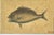 English 18th Century Framed Fish Engravings by Mark Catesby, a Pair For Sale - Image 3 of 11