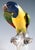 Ceramic Large Parrot on a Tree Trunk by J.J. Kaendler for Meissen, 1860 For Sale - Image 7 of 9