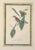 Mid 20th Century Audubon Birds of America (First Edition Royal Octavo) | Antique Prints of Rare Songbird Collection- Set of 4, Framed For Sale - Image 11 of 12