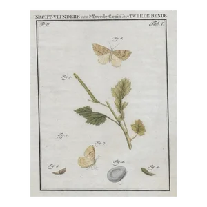 1762 Dutch Moth and Butterfly Engraving