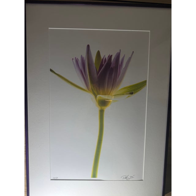 “Paul Solberg Signed Fine Art Photograph, Salute 2006, Limited Edition 20/20, Purple Water Lily Bloom Series Print, Botanical Wall Art” For Sale In Houston - Image 6 of 16