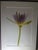 “Paul Solberg Signed Fine Art Photograph, Salute 2006, Limited Edition 20/20, Purple Water Lily Bloom Series Print, Botanical Wall Art” For Sale In Houston - Image 6 of 16
