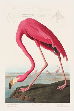 Pink Flamingo (Audubon, Birds of America), Vintage Art Print Reproduction, 16" X 24"
