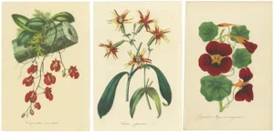 A Showcase of Exotic Blooms, 1875, Paper, Set of 3