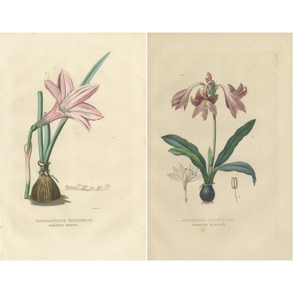 Drapiez, Flora, 1845, Prints, Set of 2 For Sale