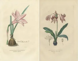 Drapiez, Flora, 1845, Prints, Set of 2