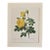 Vintage P. J. Redouté Print in 11x14 Mat - "Rose Jaune de Soufre", Yellow Rose For Sale